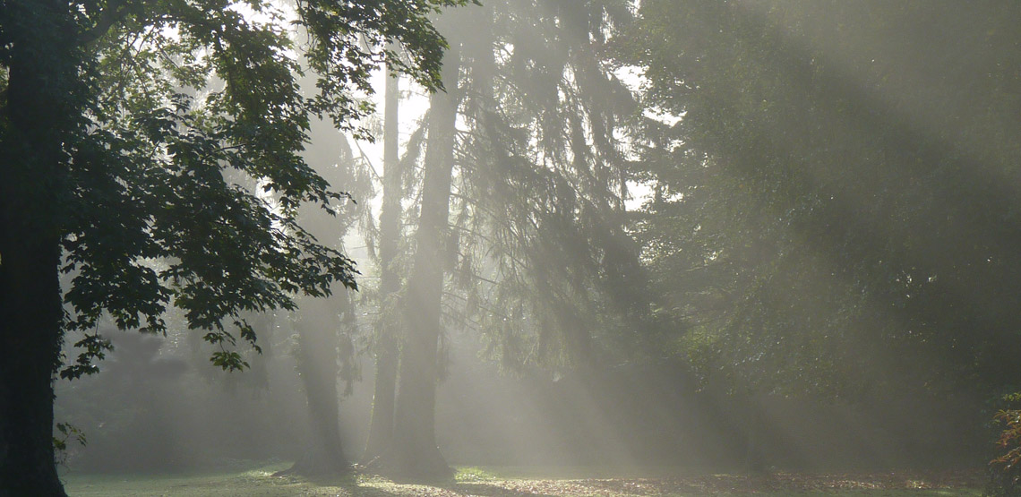 Lichtung im Teutoburger Wald Lichtung im Teutoburger Wald